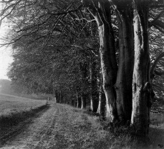 Buchen am Ahrensee bei Achterwehr (Kiel 70.241)