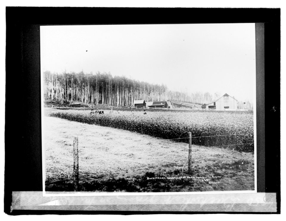 Buckwheat growing in Fairbanks, Alaska LCCN2016819536