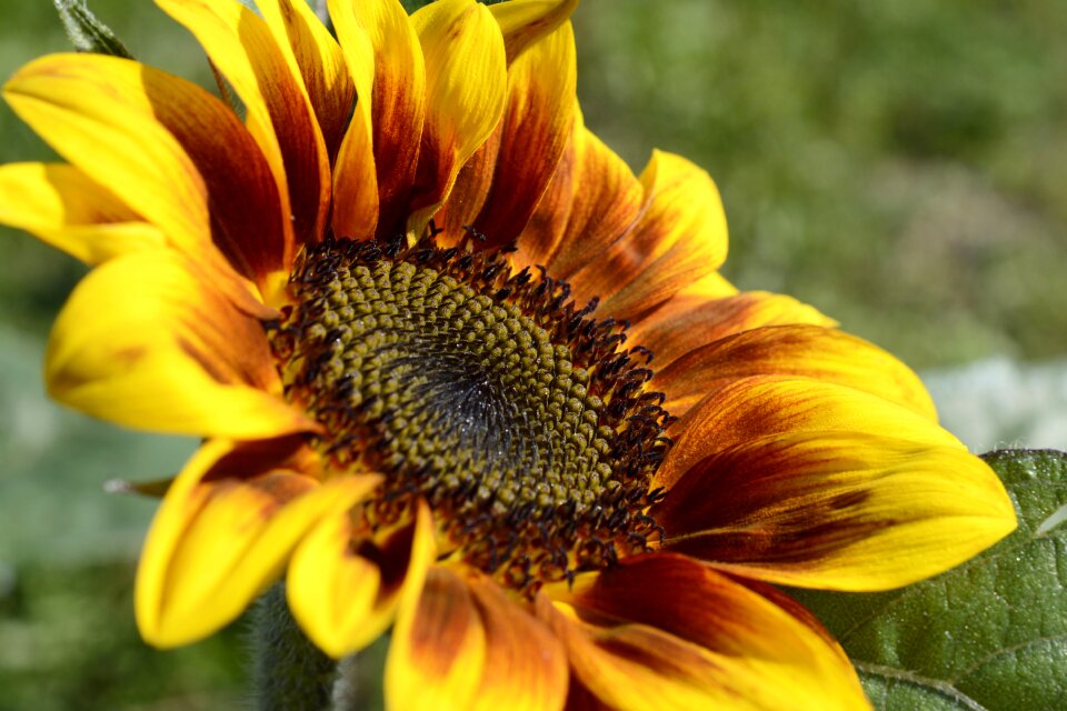 Bloom yellow summer photo