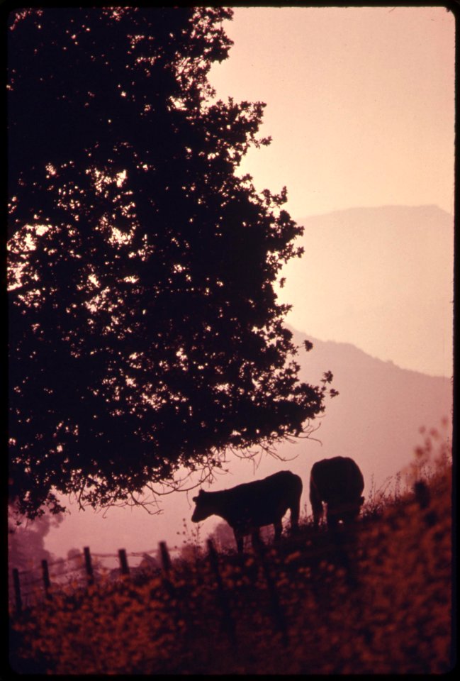 Bucolic-scene-along-mulholland-drive-in-the-santa-monica-mountains-on-the-western-edge-of-los-angeles-may-1975 7159040670 o