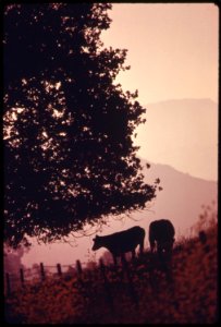 Bucolic-scene-along-mulholland-drive-in-the-santa-monica-mountains-on-the-western-edge-of-los-angeles-may-1975 7159040670 o
