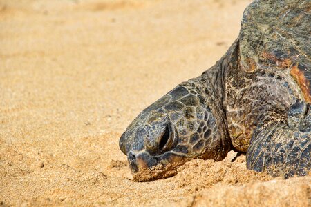 Sea turtle nature sand