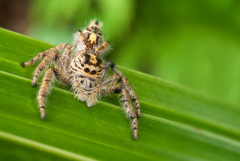 Animal world animal arachnid