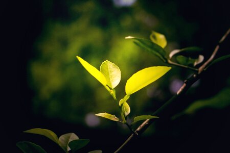 Wallpaper black wallpaper black leaf