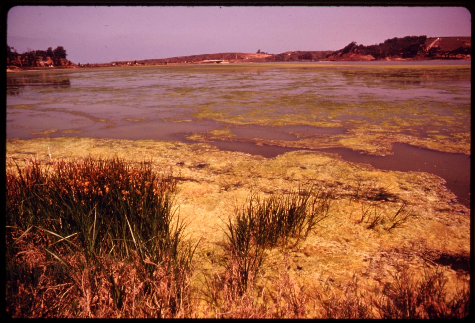 Buena-vista-lagoon-is-one-of-the-last-bodies-of-water-of-this-type-in-southern-california-june-1975 7158941700 o
