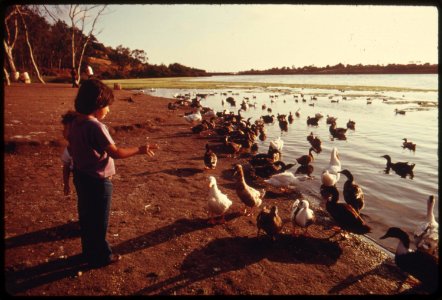 Buena-vista-lagoon-is-a-wildlife-sanctuary-june-1975 7158929388 o