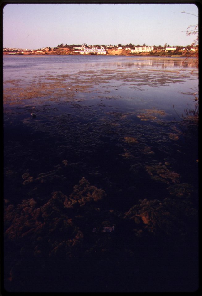 Buena-vista-lagoon-suffers-from-septic-tank-seepage-erosion-and-other-ills-it-is-an-example-of-one-of-the-last-lagoons-in-southern-california-june-1975 7158920526 o