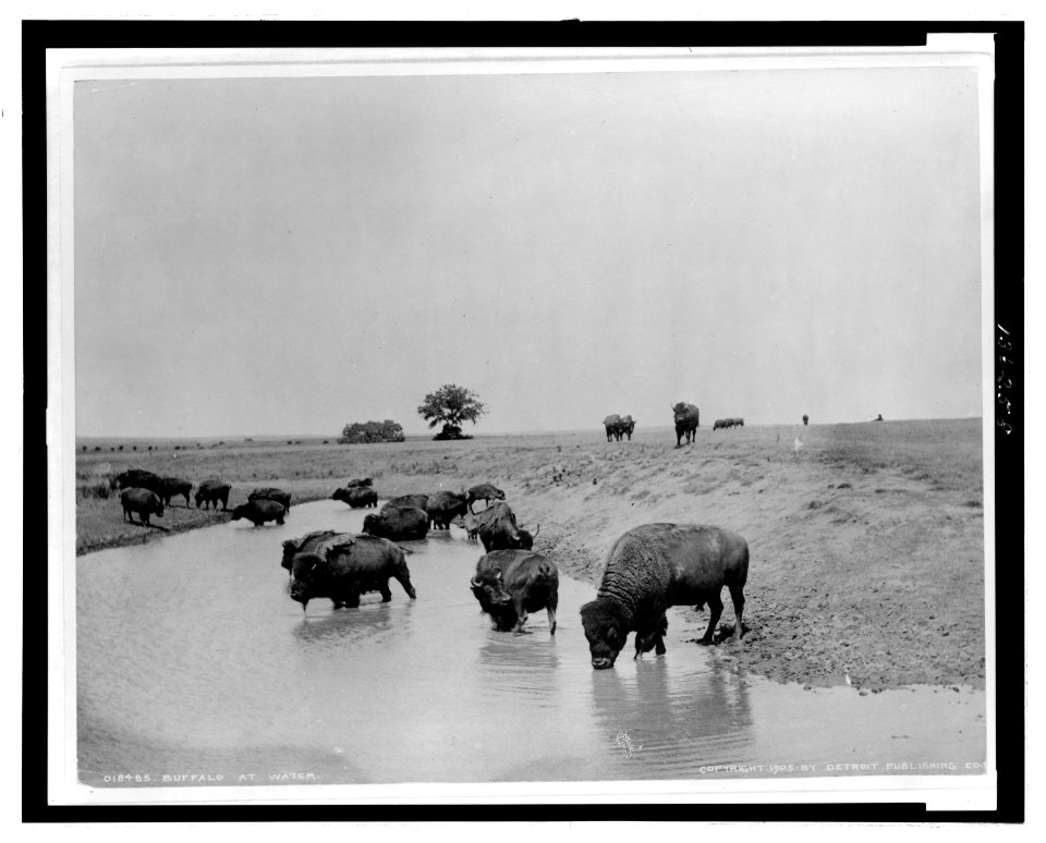 Buffalo at water LCCN2006676013