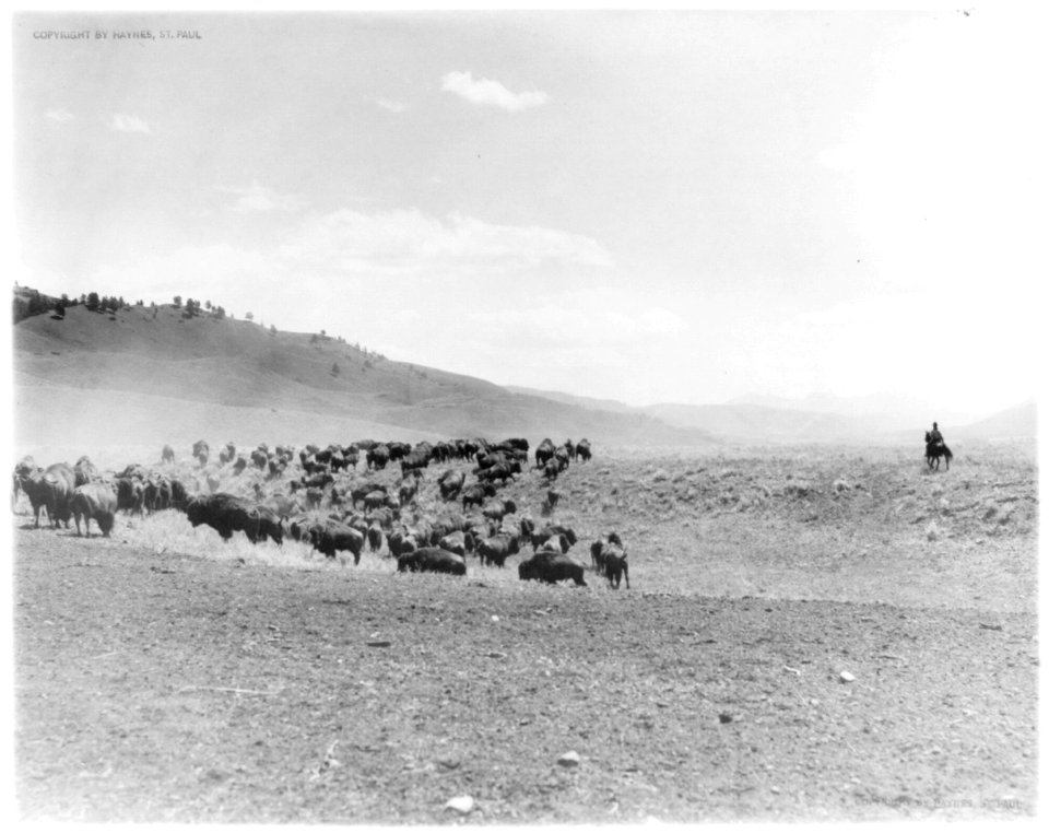 Buffalo herd, Yellowstone (and man on horseback on right) LCCN2002697267