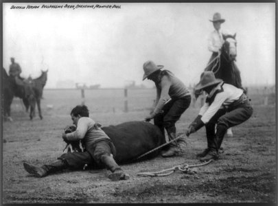 Buffalo Vernon Buldogging Steer, Cheyenne Frontier Days LCCN2004674923 photo