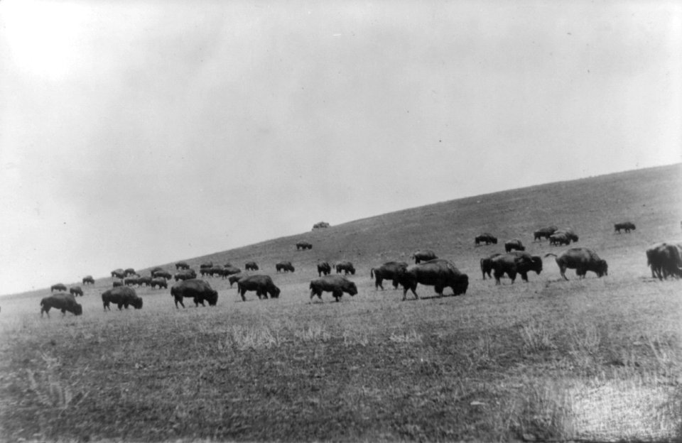 Buffalo in Montana LCCN96513773