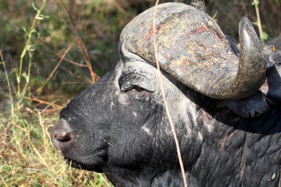 Animal head wildlife