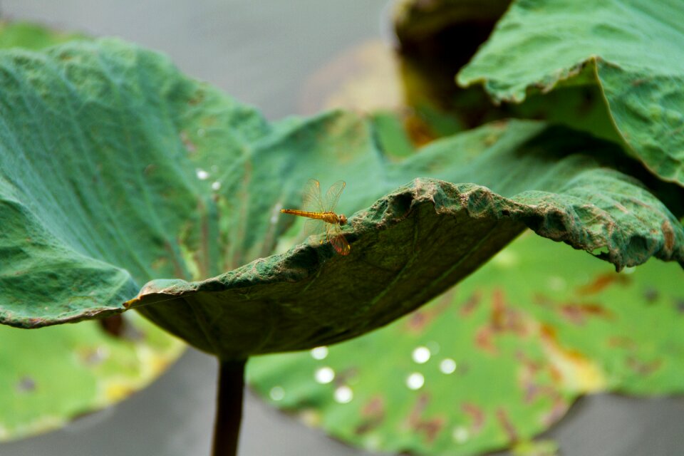 Lotus leaf butterfly water