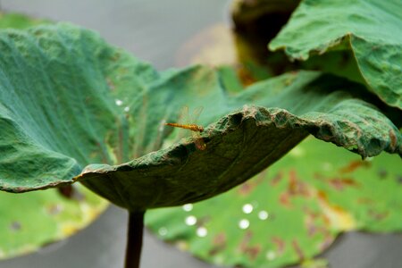 Lotus leaf butterfly water