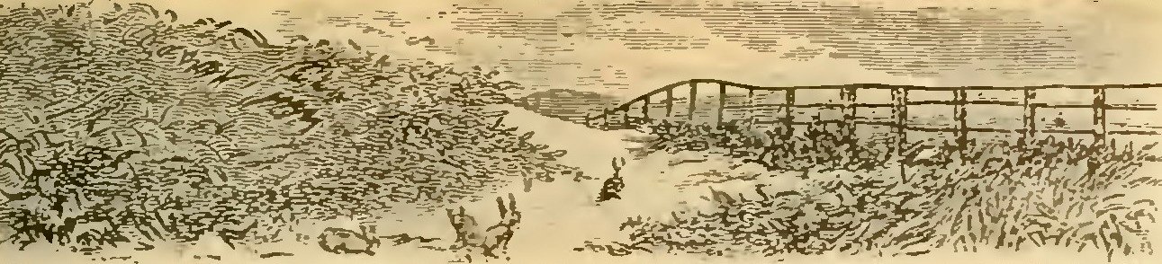 Buies - Le Saguenay et le bassin du Lac St-Jean, 1896 (page 267 crop)