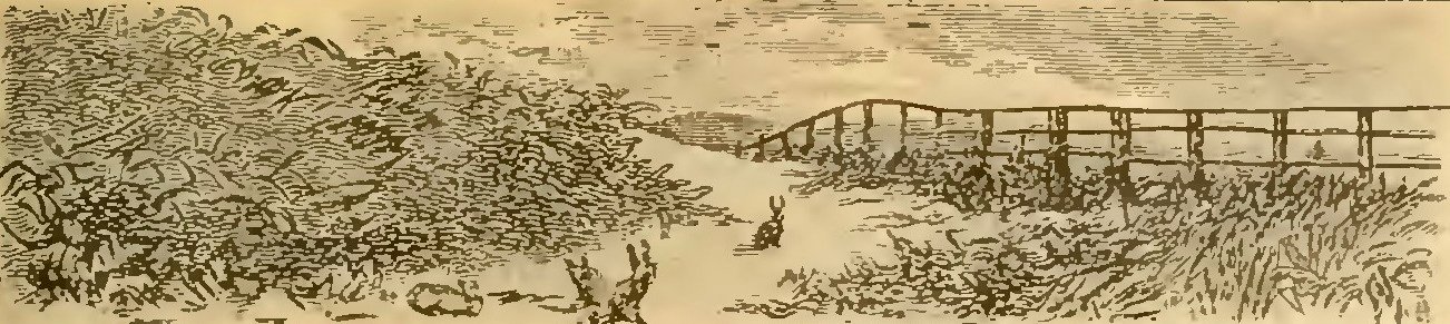 Buies - Le Saguenay et le bassin du Lac St-Jean, 1896 (page 445 crop)