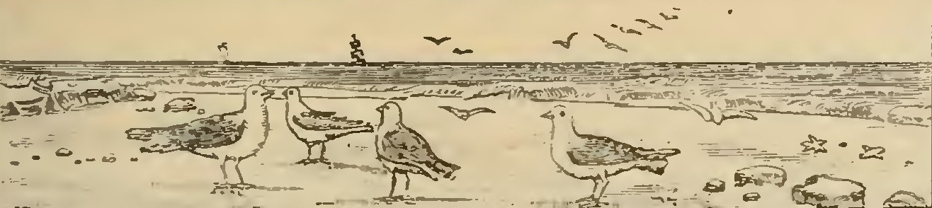 Buies - Le Saguenay et le bassin du Lac St-Jean, 1896 (page 275 crop)