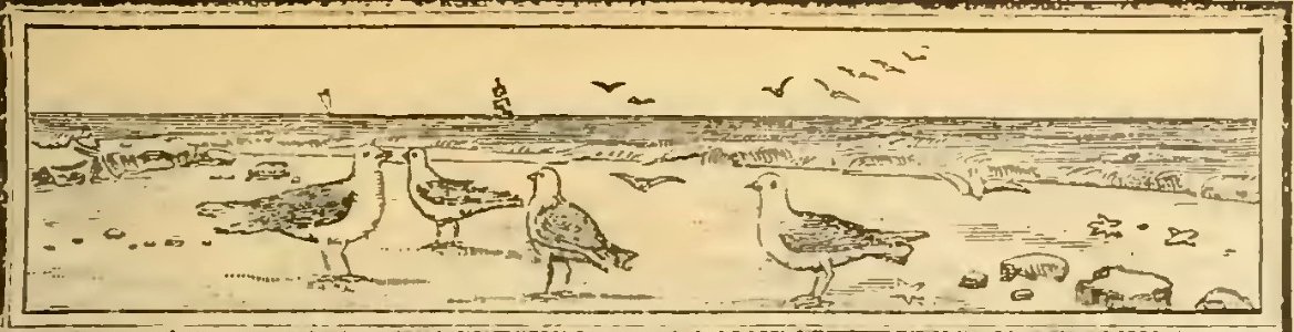 Buies - Le Saguenay et le bassin du Lac St-Jean, 1896 (page 93 crop)