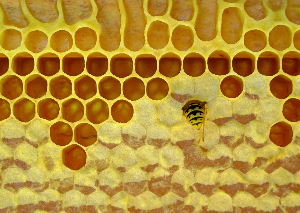 Insect nature yellow
