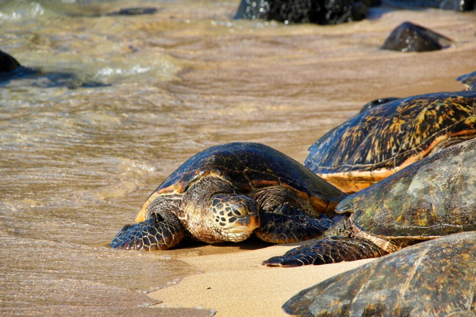 Green turtle sea turtle nature