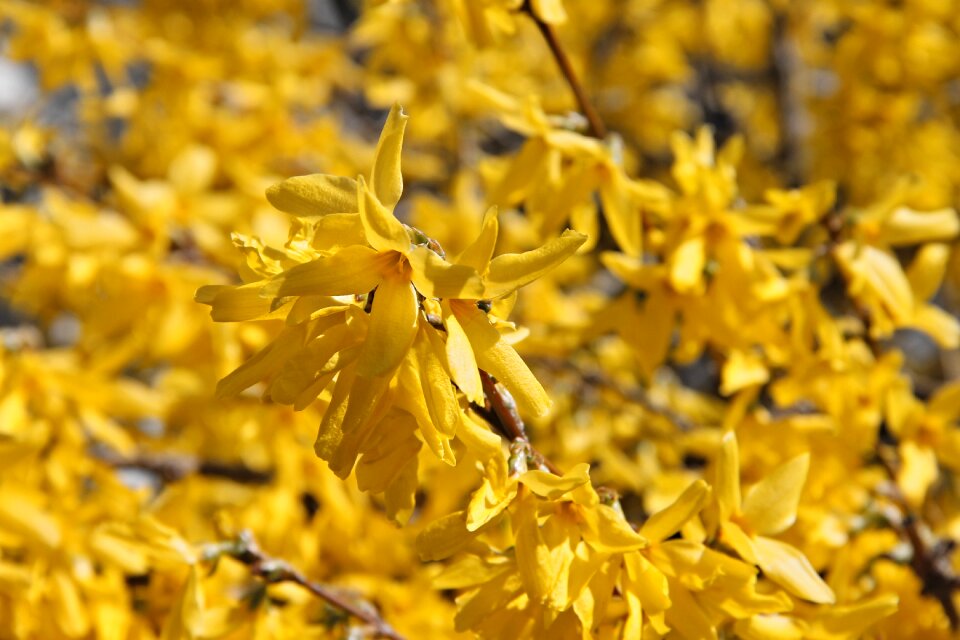 Yellow spring golden bells