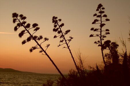 Landscape sunset plants photo