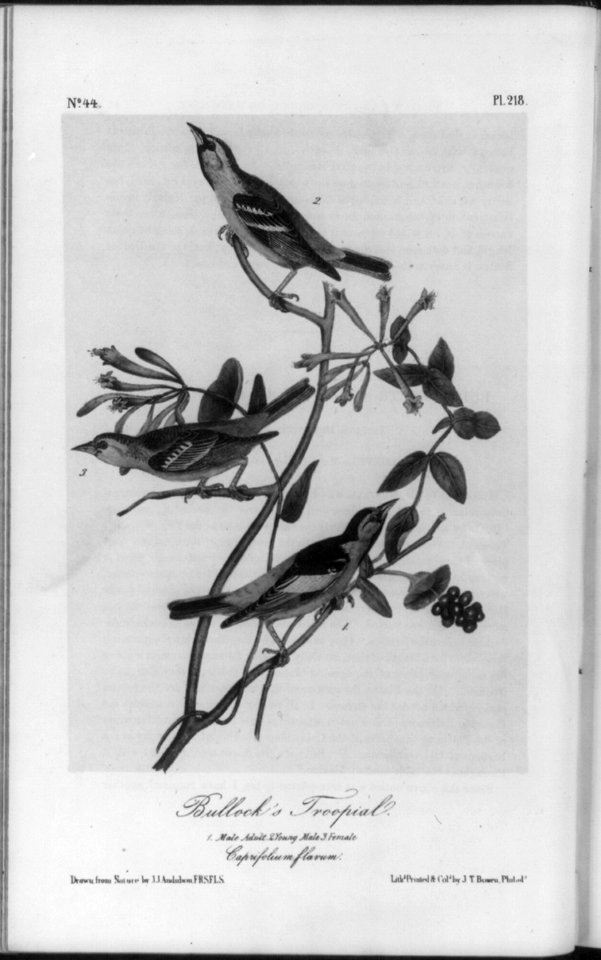 Bullock's Trop. LCCN2004665530