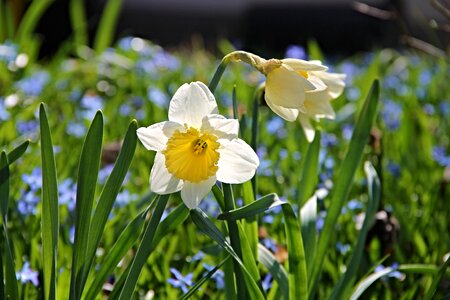 Daffodil yellow spring