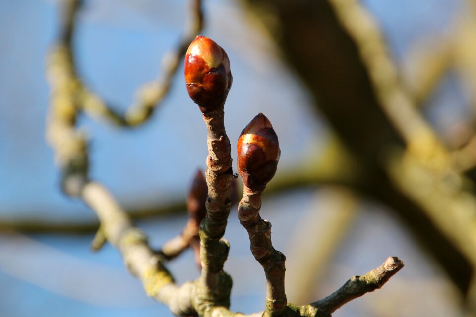 Bloom tree branch photo