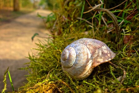 Mollusk gastropod animal