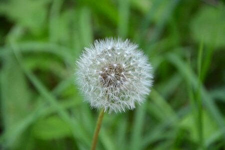 Plant nature green photo