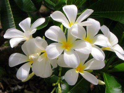 White plant tropical