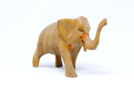 3d 3d model wild