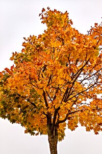 Yellow-brown leaves golden autumn colour nature photo