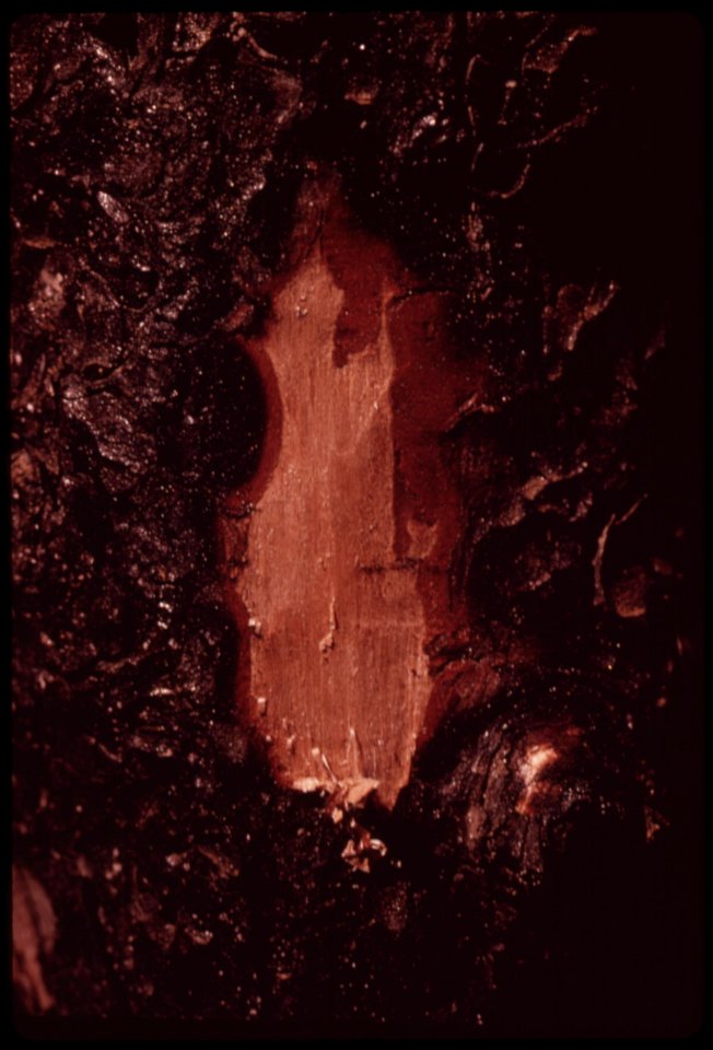 Burned-bark-of-this-white-fir-tree-has-been-removed-to-show-sound-wood-beneath-september-1973 7006974658 o