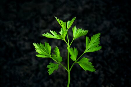 Healthy natural leaf