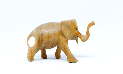 3d 3d model wild