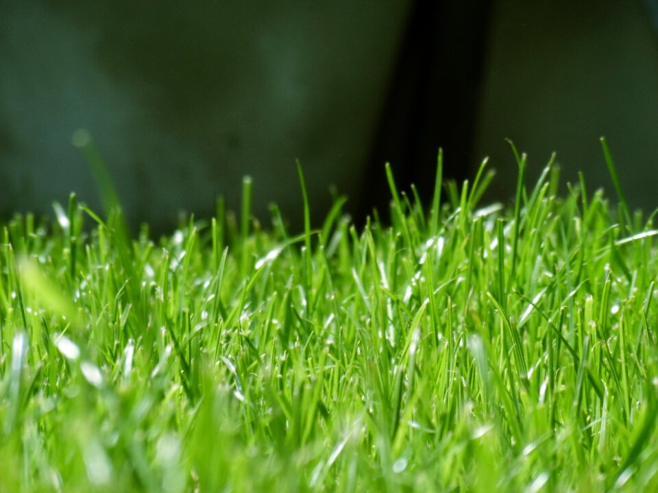 Lawn blades of grass green grass