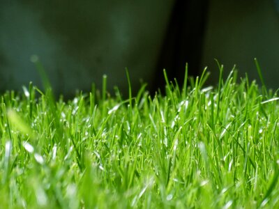 Lawn blades of grass green grass photo