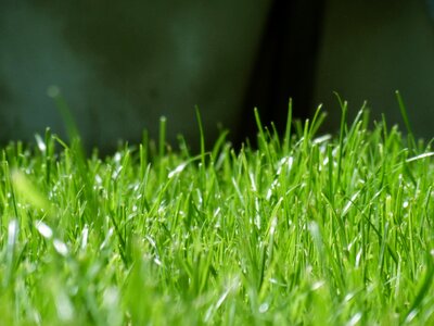 Lawn blades of grass green grass