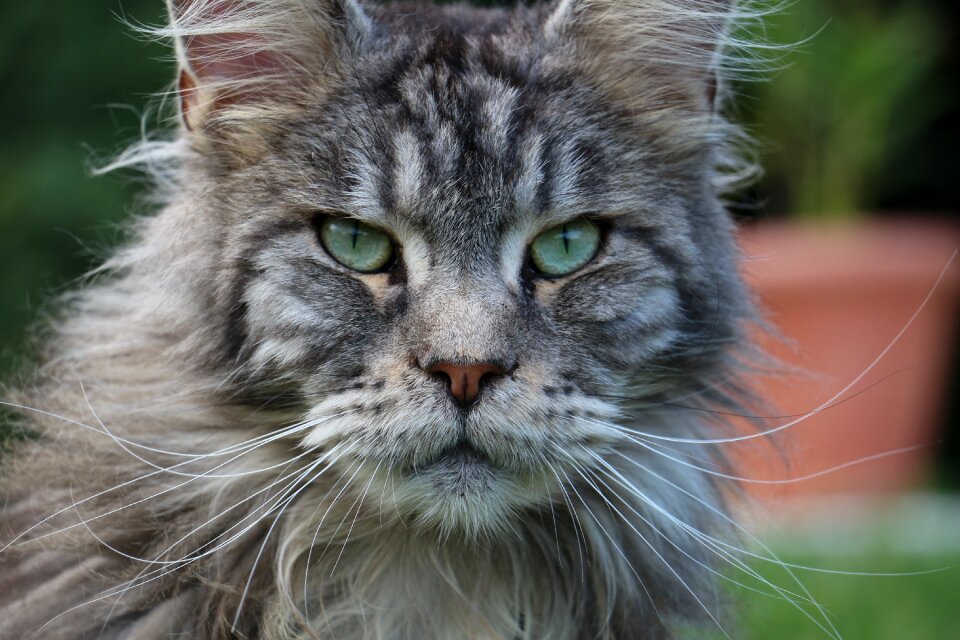 Portrait cute fur