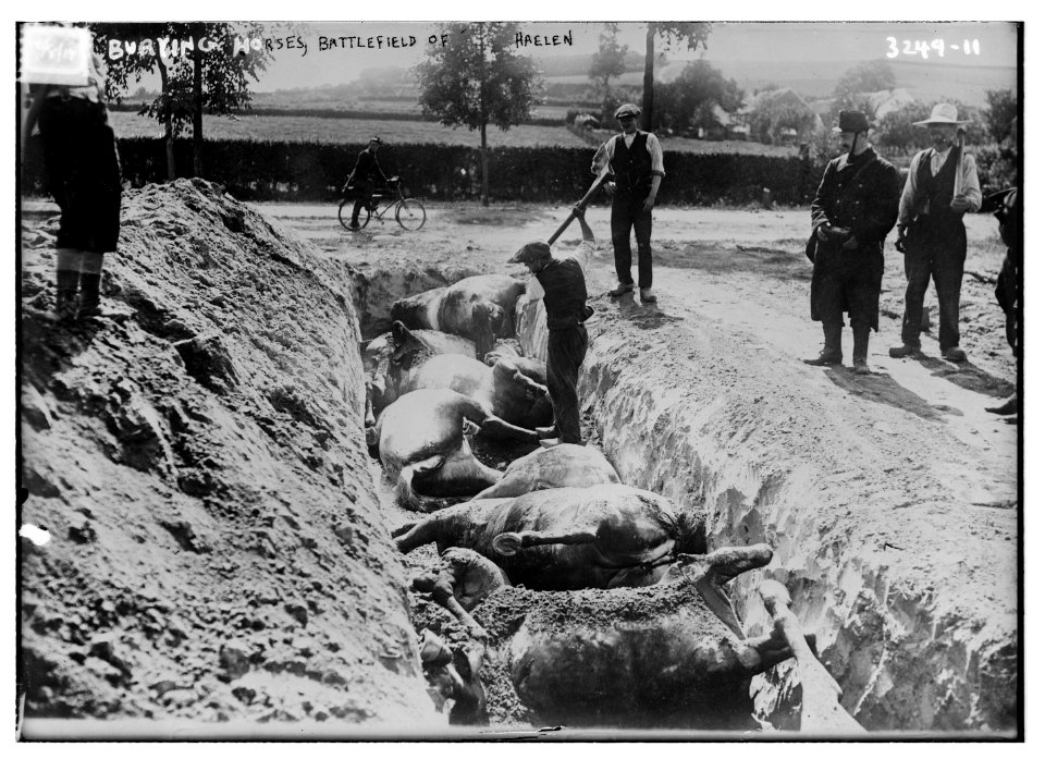 Burying horses, Battlefield of Haelen LCCN2014697642