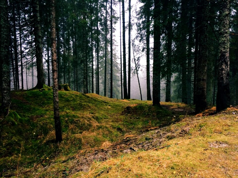 Plant highland forest