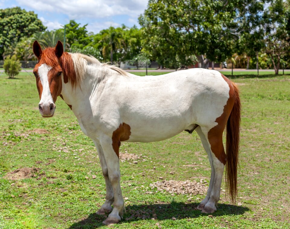 Horse riding farm animal