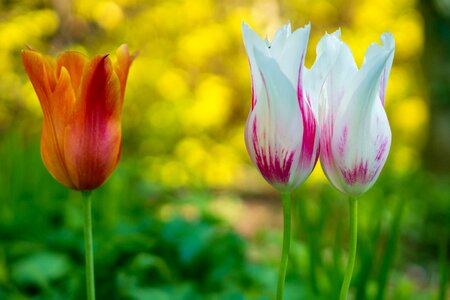 Flora tulip summer photo