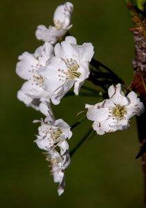 Asian pear pyrus pyrifolia fruit