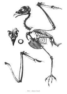 Buteo vulgaris 122