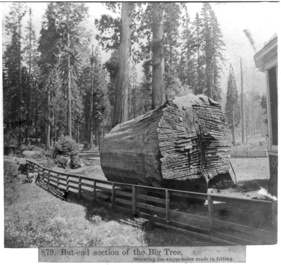 But-end section of the Big Tree, showing the auger-holes made in felling LCCN2002723485