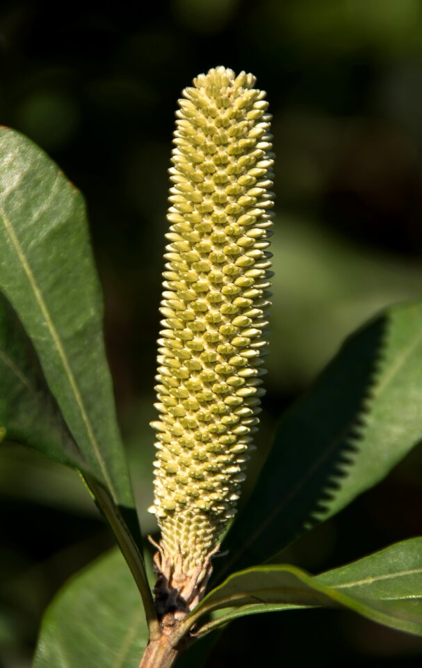 Banksia integrifolia coast bloom