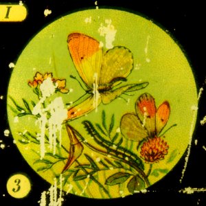 Butterflies Tafel I picture 3